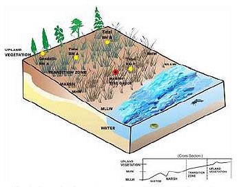 Schematic of a generic marsh restoration site.