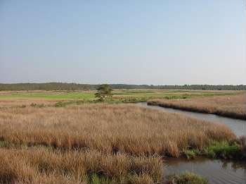 marsh lands pic.